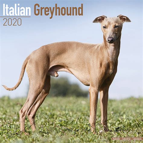 This breed was a favorite by catherine the great of russia. Italian Greyhound Calendar 2020 | Pet Prints Inc.