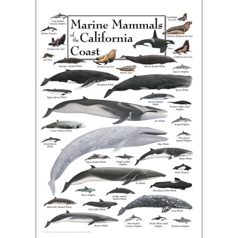 Marine Mammals Of The California Coast Poster Earth