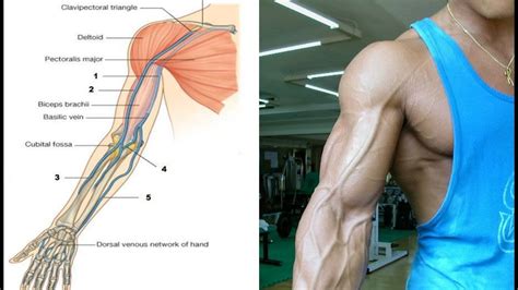 How To Get Veins To Pop In Arms