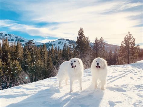 Took My Great Pyrenees Dogs To The Snow Today The Sun Was Setting And