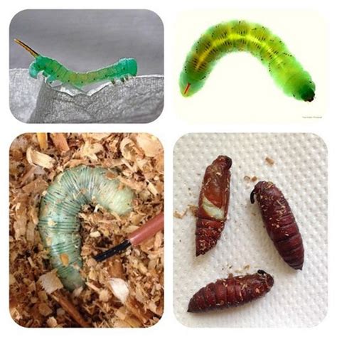Tobacco Hornworm Caterpillar Life Cycle Hornworm Tomato Hornworm