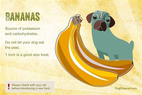 13 Frutas Que Tu Perro Puede Comer Y Sus Beneficios