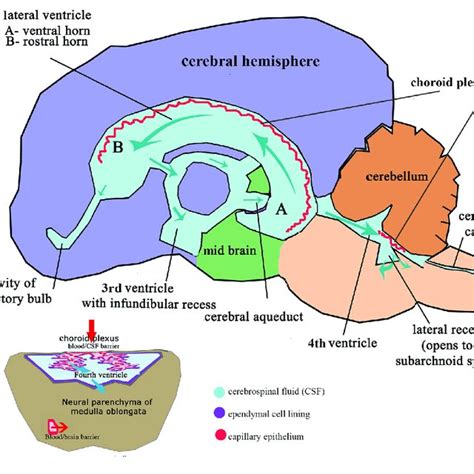 Schematic Adult Brain With Ventricular System With Enlarged Fourth