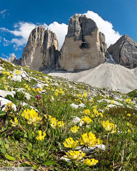 Unbridled joy is another meaning of a yellow rose. Yellow alpine flowers, Tre Cime di Lavaredo / Drei Zinnen ...