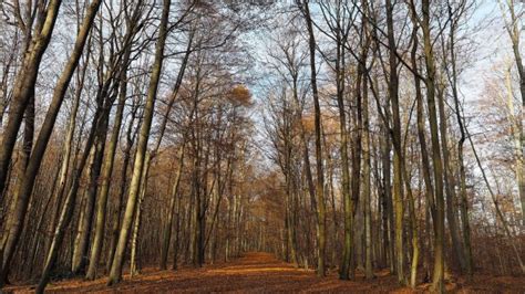 Free Images Landscape Tree Nature Path Pathway Outdoor