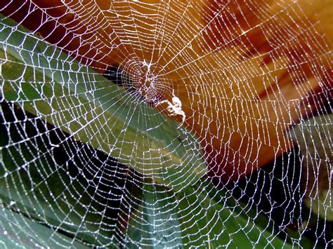 Free Images Dew Biology Fauna Material Invertebrate Spider Web