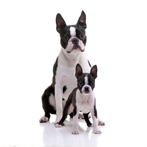 Black And White Dog Breeds The Smart Dog Guide