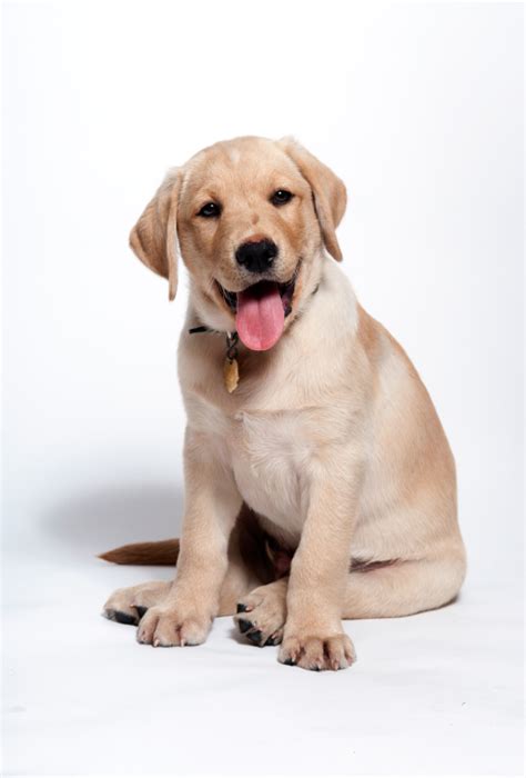 Please like our video and. 10 Tips for a Happy Labrador Puppy