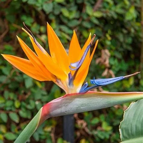 Bird Of Paradise Flower At Rs 45piece Bird Of Paradise Flower In