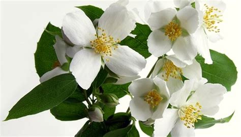 Flowers that grow on trees in hindi. Types of Flowers That Grow in India | Garden Guides