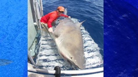 1000 Pound Bull Shark Caught Abc News
