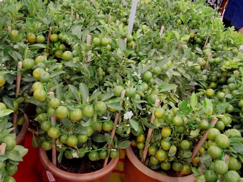 Maybe you would like to learn more about one of these? Xing Fu: AUSPICIOUS LIME PLANT