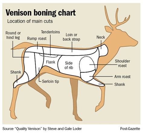 Deer Backstrap Diagram