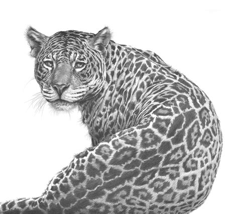 Maybe you would like to learn more about one of these? Wild cat drawings by Gary Hodges