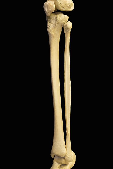 Human Skeleton Showing Lower Leg Bones Photograph By Science Stock