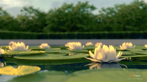 See more ideas about flowers, planting flowers, beautiful flowers. free download: white lotus - eMirage