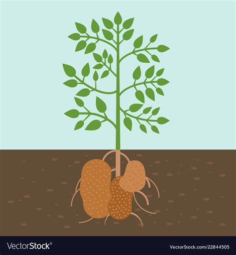 Potato Plant Vegetable With Root In Soil Texture Vector Image