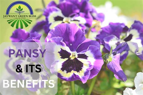 Pansy Flower And Its Benefits Edible Flowers Hydroponic Farm In