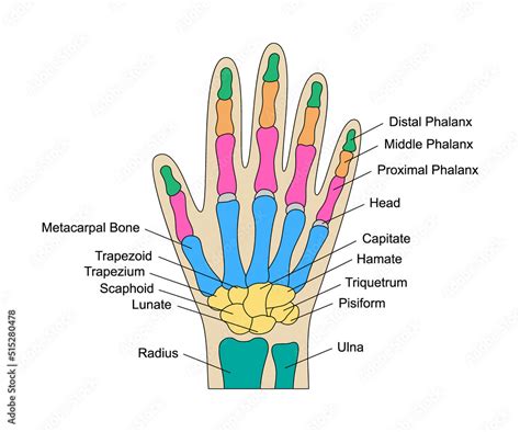 Human Hand Bones Anatomy With Descriptions Colored Hand Parts