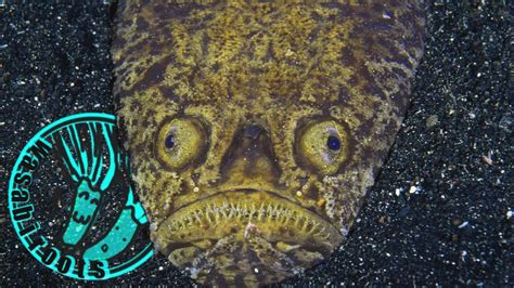 10 Weird Looking Sea Creatures Of The Deep Dark Sea Wasabiroots