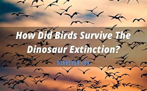 How Did Birds Survive The Dinosaur Extinction 9 Noted Facts