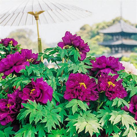 Shimadaijin Tree Peony K Van Bourgondien Wholesale