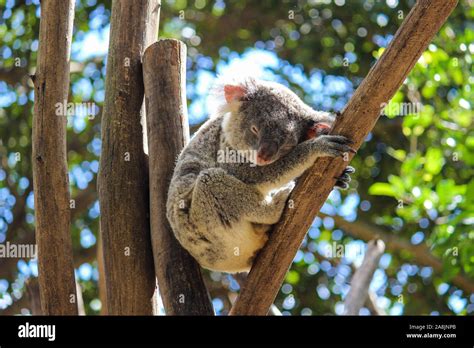 Sleeping Koala Stock Photo Alamy