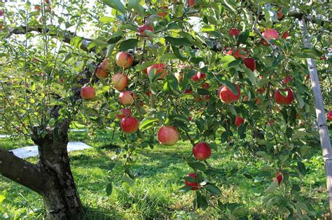 beautiful fruit trees and bushes that will do well in most gardens kind over matter