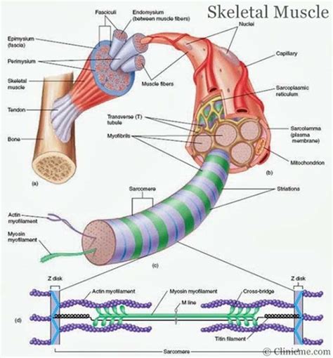 Skeletal Muscle Diagram Healthiack