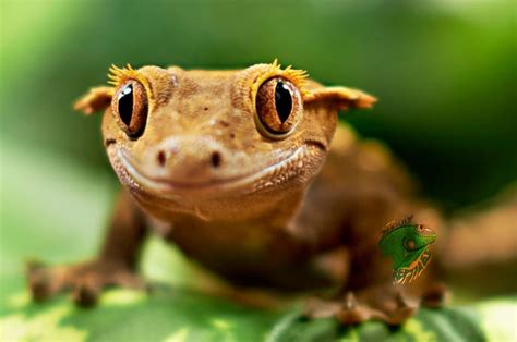 The Benefits Of Having An Amphibian As A Pet Patchpets