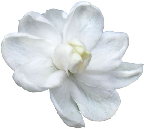 Jasmine Png Hd Quality Png Play