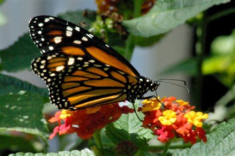Butterfly Park Bangalore Flutters To New Heights The Indian Wire