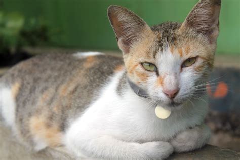 Javanese Cat Breed Info Personality Traits The Dogman