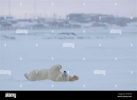 Polar Bear Ursus Maritimus Kaktovik Alaska Arctic Ocean Usa Stock
