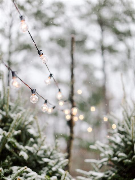 Snow Covered Christmas Trees By Stocksy Contributor Ali Harper