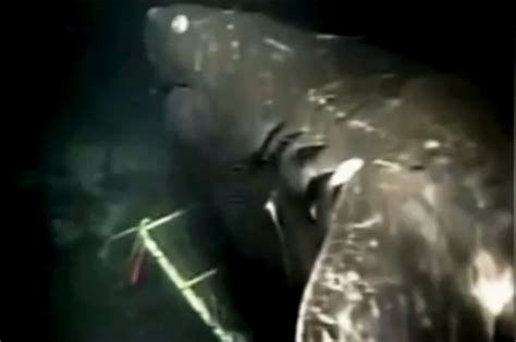 monster of the deep 60 foot shark filmed on pacific ocean seabed daily star