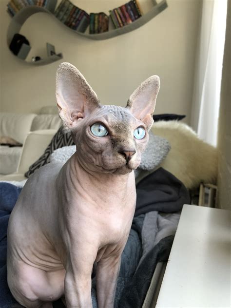 Indigo The Sphynx Fluffyandnudie Instagram Page 💕 ️🥰 Weird Animals