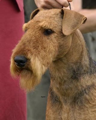 airedale dogs airedale terrier poodle grooming