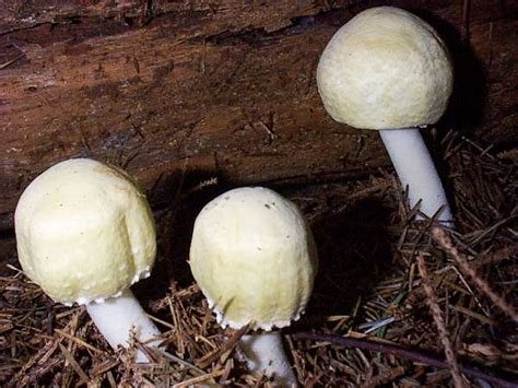 Agaricus Sylvicola Wood Mushroom