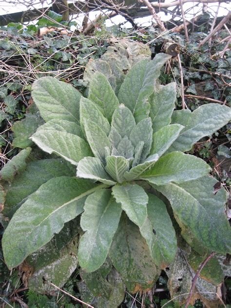 Great Mullein Plant Lore