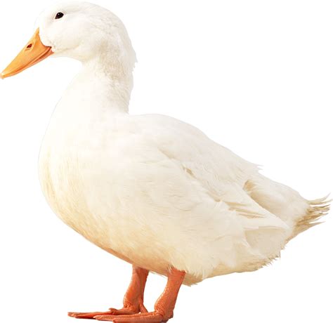 Download White Duck Png Image Hq Png Image Freepngimg