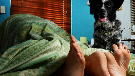 30 Per Cent Of People Have Sex With Partner While Pets Are