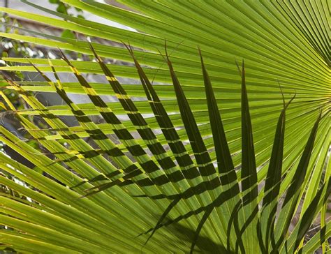 On The Particular Grace Of Palm Branches Church Life Journal