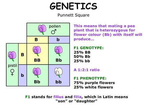 Genetics is a branch of biology concerned with the study of genes, genetic variation, and heredity in organisms. 01 mendelian genetics