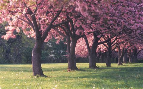Cherry Blossom Tree Wallpaper 14 2560x1600
