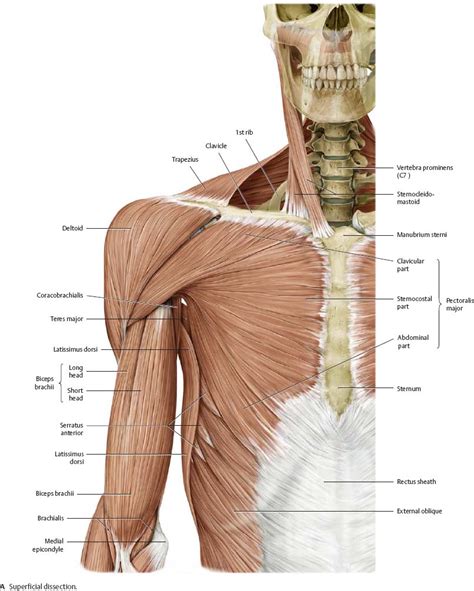 Shoulder Anatomy Diagram Diagram Of The Shoulder Koibana Info