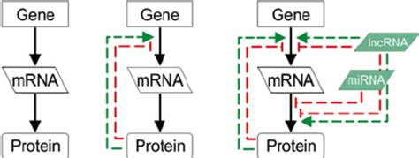 Evolution Of The Central Dogma Of Molecular Biology Our