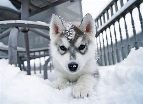 Baby Husky In The Snow Pictures Photos And Images For Facebook