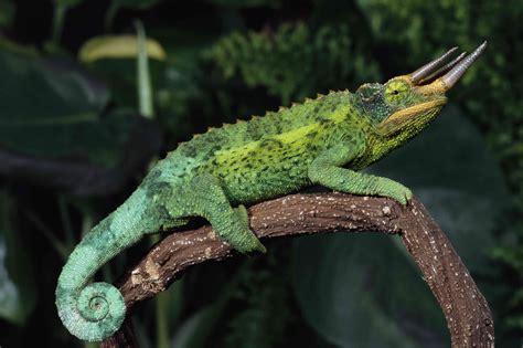 11 Showstopping Chameleon Species