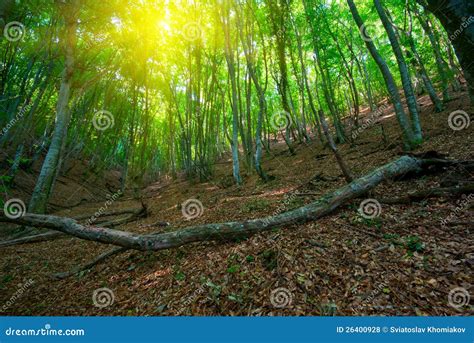 Green Deciduous Forest Stock Photo Image Of Saturated 26400928